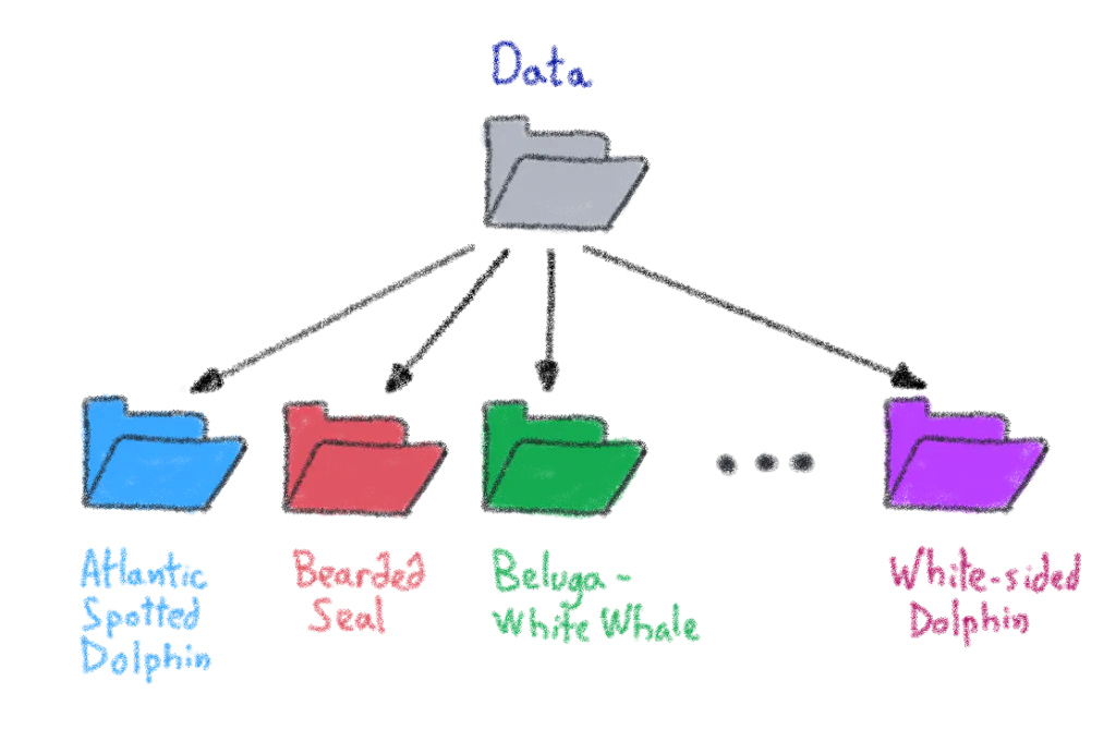The data distribution 