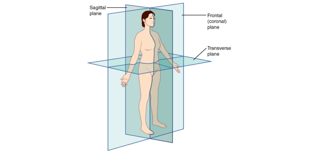 illustration of planes of the body