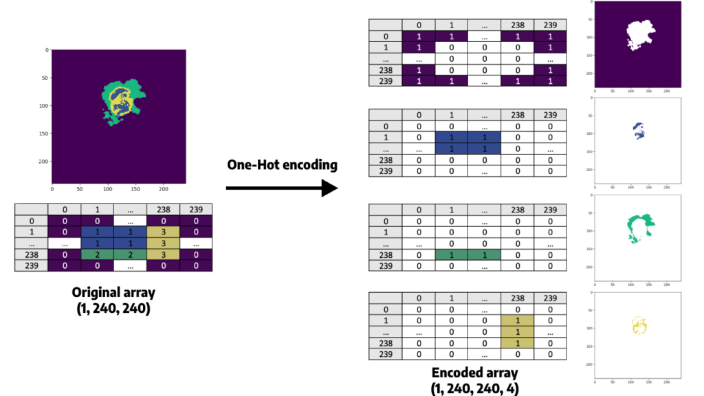 One-Hot encoding applied to the BraTS2020 dataset